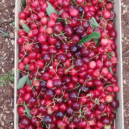 Trulli Il Castagno *