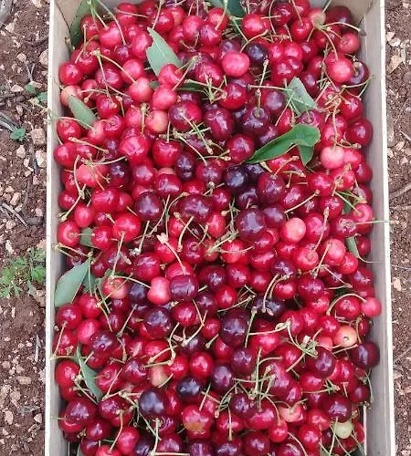 Trulli Il Castagno *